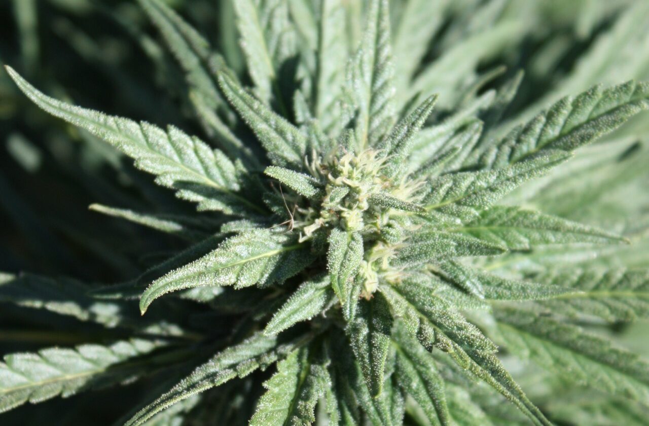 The Caucasus Had One of the World’s Great Cannabis Cuisines. The Soviets Erased It.