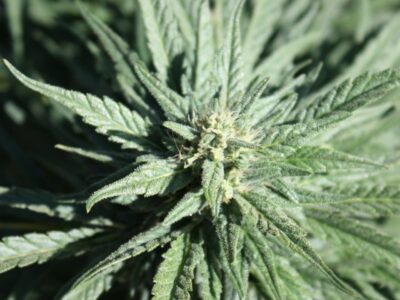Cannabis Training University / Wikimedia Commons