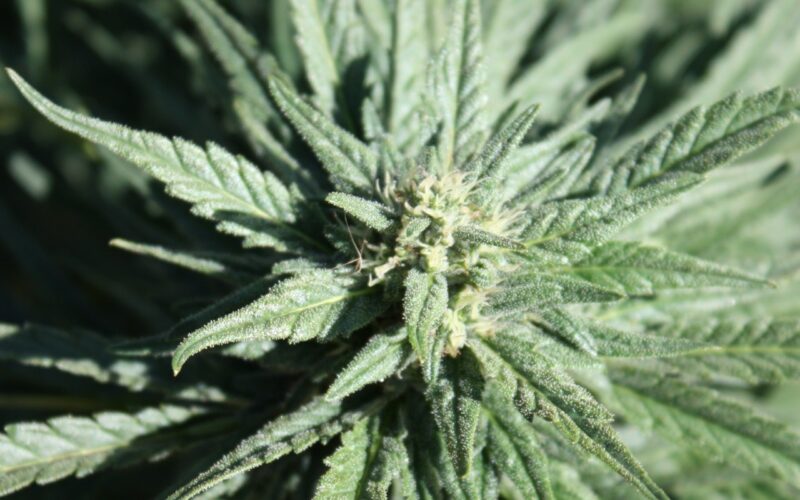 Cannabis Training University / Wikimedia Commons