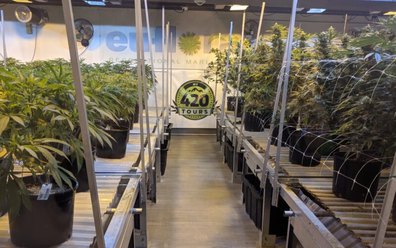 My 420 Tours / Wikimedia Commons