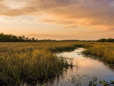 She Paid $150,000 for a Florida Cannabis License and Got Nothing. Her Story Is the System Working as Designed.
