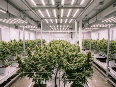 Pesticide Anxiety Is Reshaping the Cannabis Market — and Operators Who Ignore It Are Falling Behind