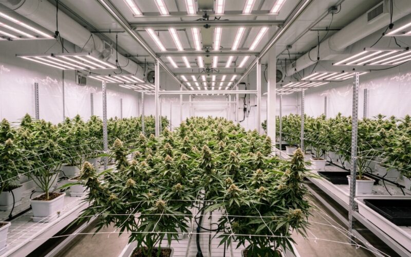 Pesticide Anxiety Is Reshaping the Cannabis Market — and Operators Who Ignore It Are Falling Behind